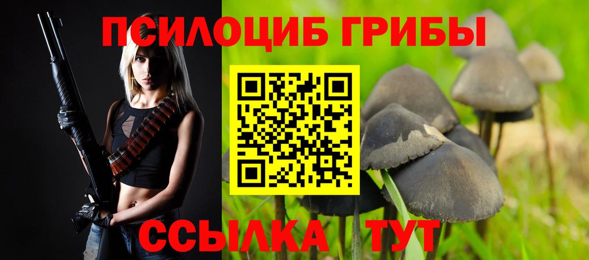 Псилоцибиновые грибы Psilocybine cubensis Киселёвск